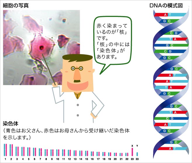 細胞の写真・DNAの模式図と染色体[写真]。細胞の核の中に染色体があります。23番目の染色体はX染色体、Y染色体と呼ばれます。染色体の中にDNAがあり、「A(アデニン)・G(グアニン)・C(シトシン)・T(チミン)」という塩基物質が「G・C」「T・A」のペアで並び、二重らせん構造になっています。