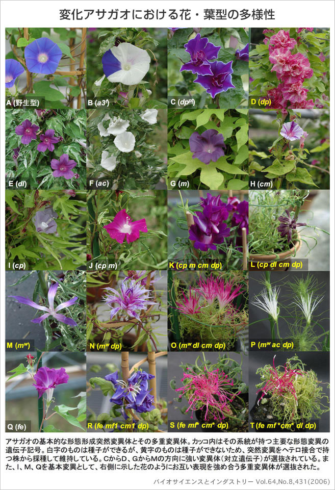 変化アサガオにおける花・葉型の多様性